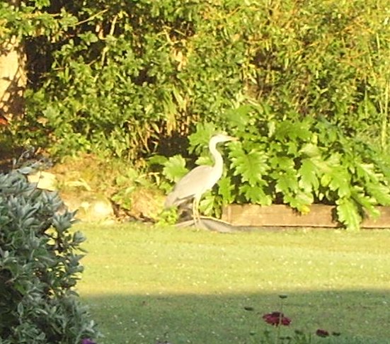 Héron dans le
jardin