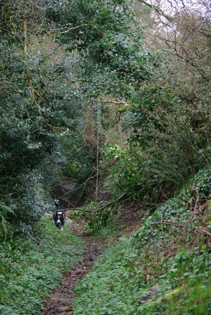 Guerdiouis, arbres tombés à l'entrée du chemin