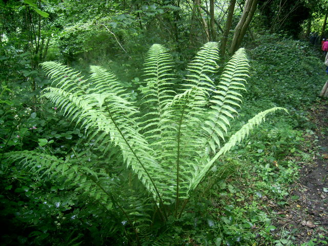 2011-06-19-petit-patrimoine-st-connay-014