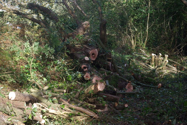 Nettoyage du chemin