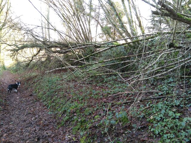 Dour Elego, arbres tombés