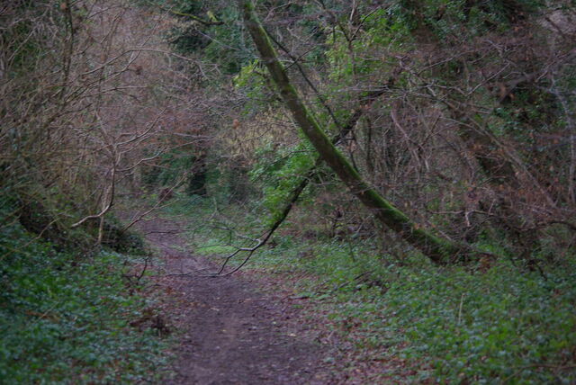 Dour Elego, arbres fragilisés