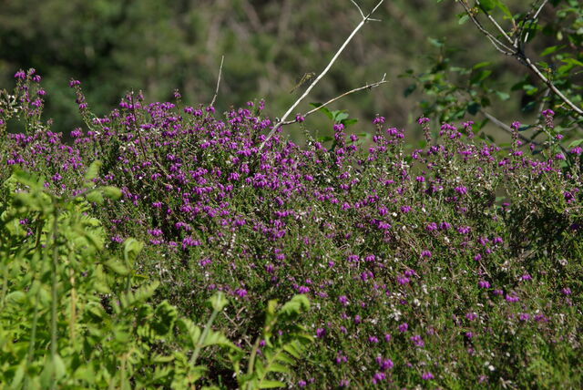 Fleur de bruyère