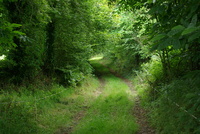 Portion du chemin utilisée pour déplacer des bovins