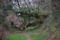 Arbre tombé sur le circuit du Dour Elego Bihan