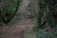 Arbre tombé sur le circuit du Dour Elego Bihan