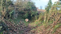 Arbre en travers du chemin à Guerdiouis