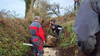 On enlève une souche à Goas Ninon