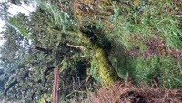 L'arbre dans le chemin