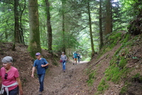 Dans les bois