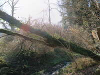 Arbre tombé au Run à St Goulven