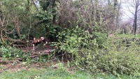 Le lavoir est derrière les branches