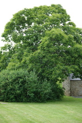 Rustrio-arbre