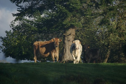 640x480-20141213 113840