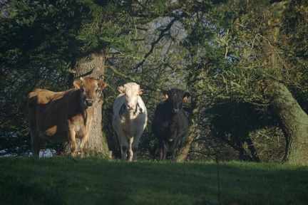 640x480-20141213 113855