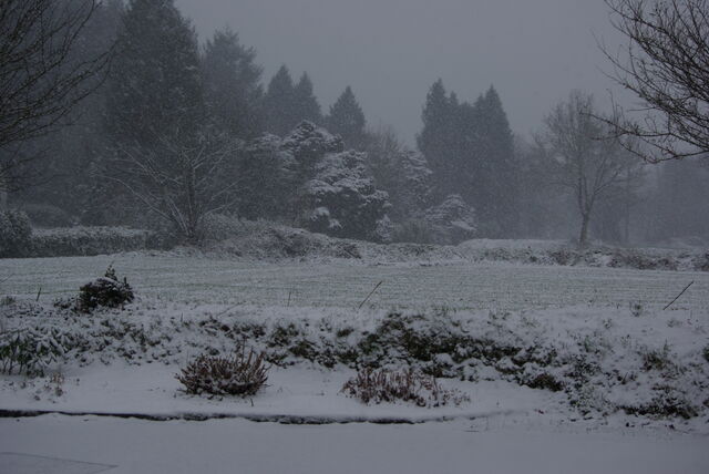 neige février 2021, premiers flocons