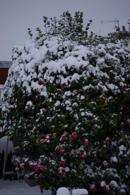 neige février 2021, premiers flocons