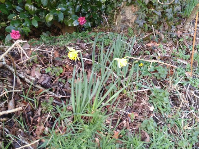 février 2021, jonquilles en fleur