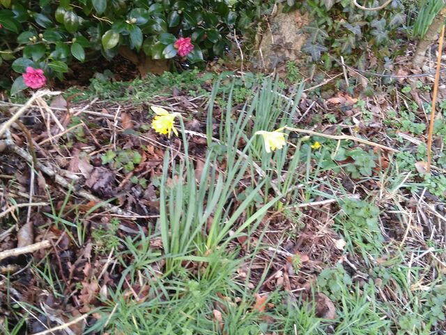 février 2021, jonquilles en fleur