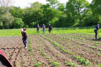La parcelle de pommes de terre