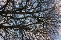 Le nid au sommet de l'arbre