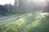 Jonquilles en bors de route