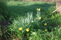 Jonquilles au fond du jardin